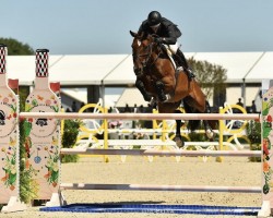 Springpferd Donner (Belgisches Warmblut, 2010, von Thunder van de Zuuthoeve)