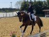 dressage horse Desiree 577 (Württemberger, 2009, from Diamond Star 3)