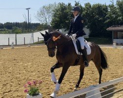 dressage horse Desiree 577 (Württemberger, 2009, from Diamond Star 3)