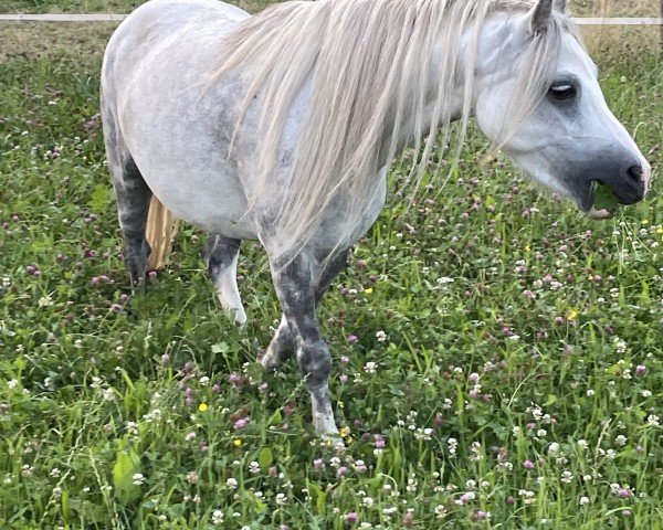 broodmare Shorebrooks Cacharel (Welsh mountain pony (SEK.A),  , from Templedruid Myth)