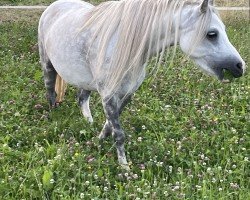 broodmare Shorebrooks Cacharel (Welsh mountain pony (SEK.A),  , from Templedruid Myth)