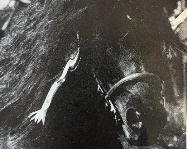 Pferd Boveycombe Buckthorn (Dartmoor-Pony, 1971, von Boveycombe Leo)