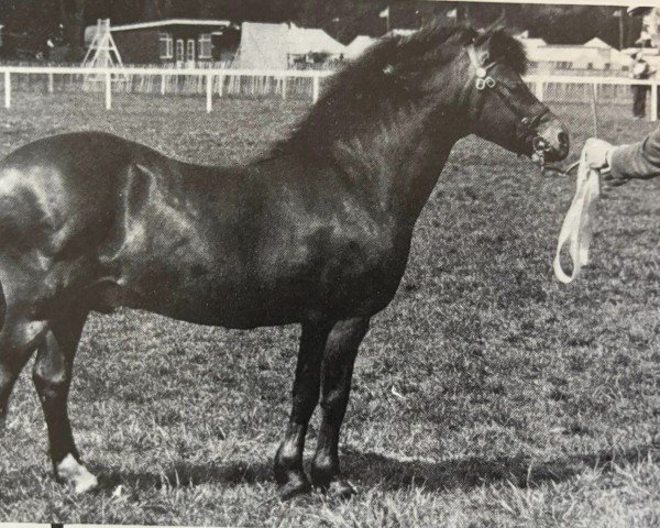 Pferd Kilbees Mr. Pickwick (Dartmoor-Pony, 1969, von Jon)