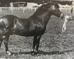 horse Kilbees Mr. Pickwick (Dartmoor Pony, 1969, from Jon)