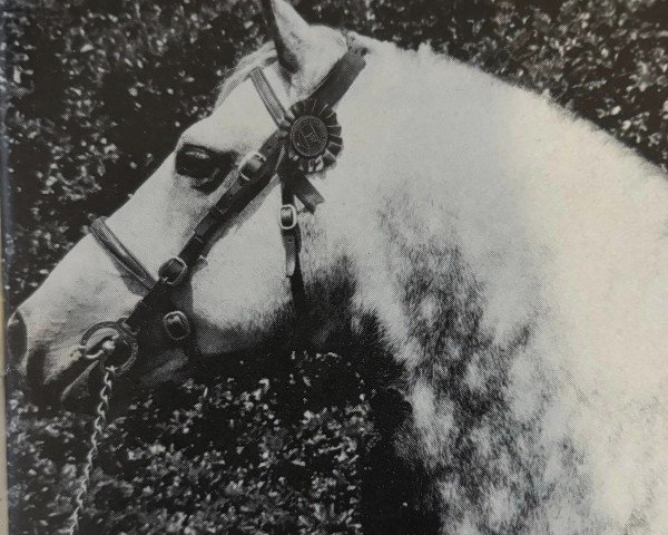 stallion Truska Pimpernel (Connemara Pony, 1972, from Killyreagh Kim)