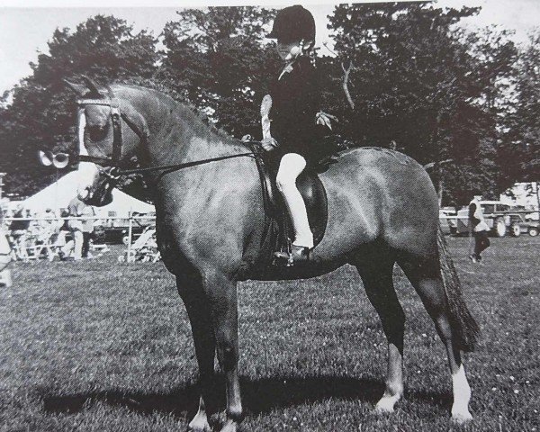 horse Charnworth Harmony (Welsh-Pony (Section B), 1984, from Brockwell Chipmunk)