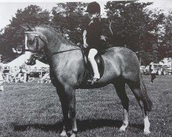 Pferd Charnworth Harmony (Welsh Pony (Sek.B), 1984, von Brockwell Chipmunk)