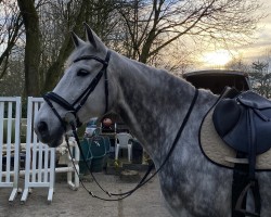 jumper Balou's Candyman (Hanoverian, 2014, from Balou du Rouet)