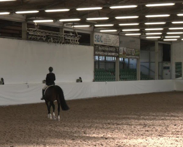 Reitturnier Zweibrücken-Landgestüt / Halle 2024