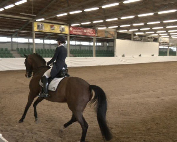 Reitturnier Zweibrücken-Landgestüt / Halle 2024