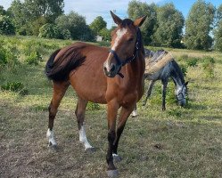 broodmare Ijana (Luxembourg horse, 2012, from It's me du Mesnil)