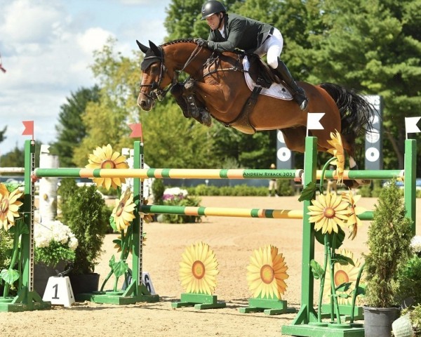 jumper Ideal (Swedish Warmblood, 2012, from VDL Cardento 933)