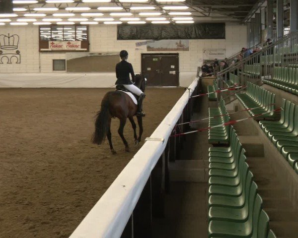 Reitturnier Zweibrücken-Landgestüt / Halle 2024