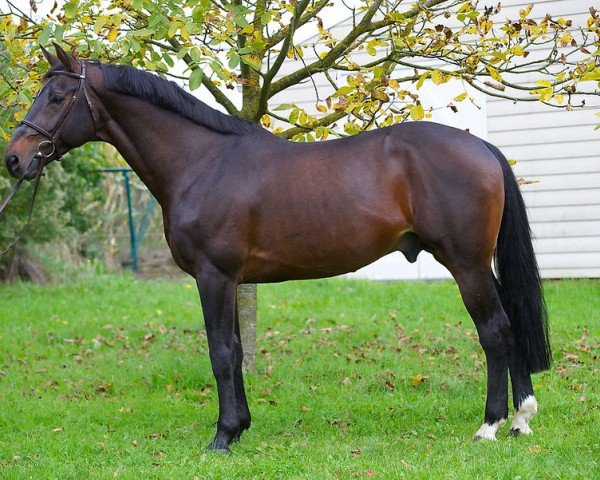stallion Lavillon (Selle Français, 1999, from Diamant de Semilly)