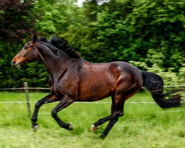 dressage horse Qaitlyn (Hanoverian, 2014, from Quantensprung 3)