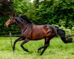 broodmare Qaitlyn (Hanoverian, 2014, from Quantensprung 3)