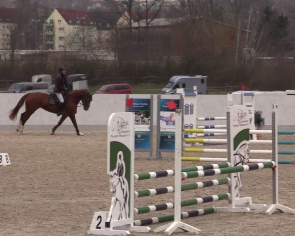 Reitturnier Zwickau 2024