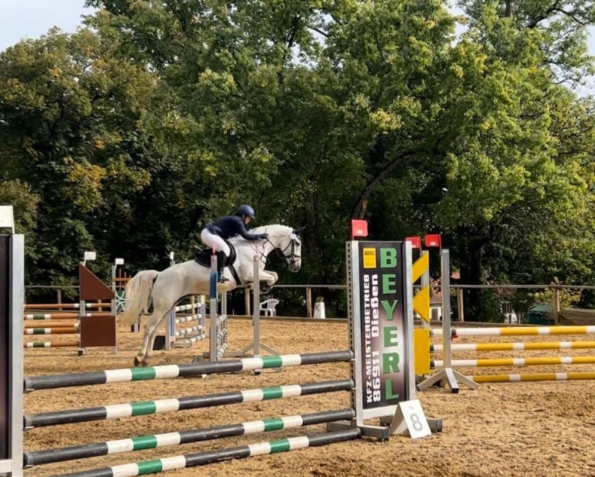 Springpferd Favory Felix (Lipizzaner, 2010, von Favory XXVI-5)