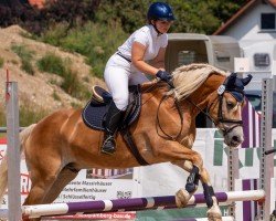 dressage horse Amavel (Haflinger, 2011, from Atlantic)