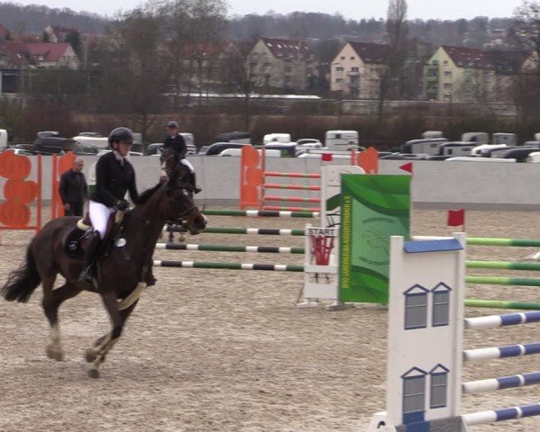 Reitturnier Zwickau 2024