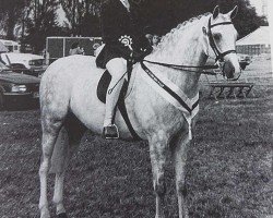 horse Pinchinthorpe Ginkgo (British Riding Pony, 1984, from Stanley Grange Sovereign)