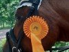 dressage horse Mary 486 (German Riding Pony, 2006, from Merlin)