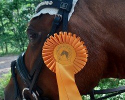 dressage horse Mary 486 (German Riding Pony, 2006, from Merlin)