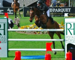 jumper Dirjud de Muze (Belgian Warmblood, 2003, from Nabab de Rêve)