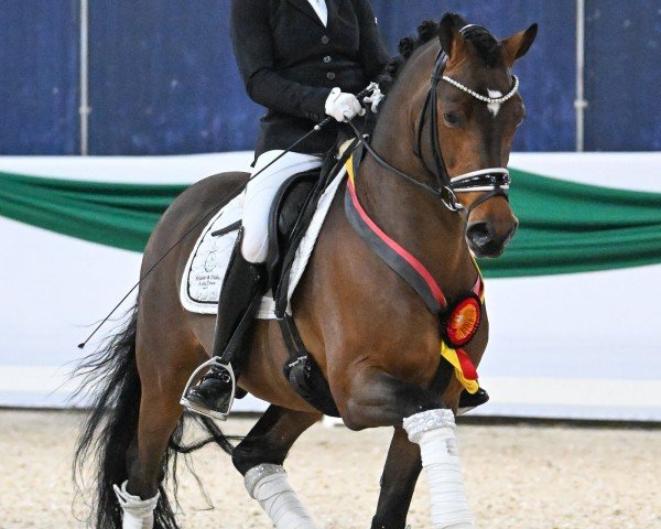 stallion Darf ich bitten (German Riding Pony, 2019, from Dallmayr K)