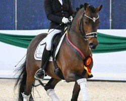 stallion Darf ich bitten (German Riding Pony, 2019, from Dallmayr K)