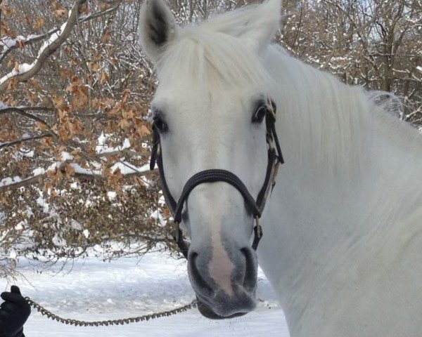 Springpferd Darthus (KWPN (Niederländisches Warmblut), 2008, von Mr Blue)