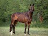 dressage horse La Finesse 12 (Oldenburg, 2018, from Sensation)