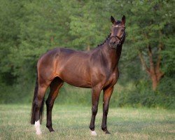 dressage horse La Finesse 12 (Oldenburger, 2018, from Sensation)