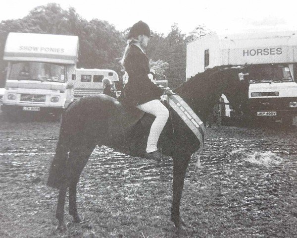 Pferd Cusop Just In Time (British Riding Pony, 1988, von Cusop Dignity)