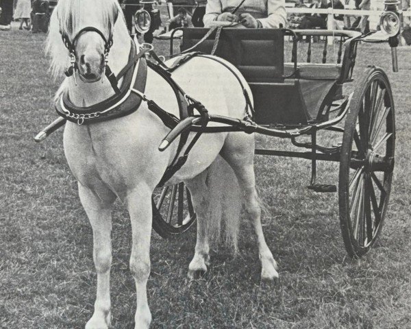 horse Knodishall Diamond (Welsh mountain pony (SEK.A), 1972, from Revel Classic)