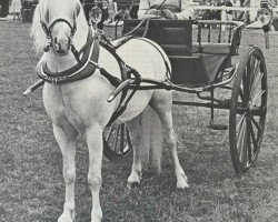 Pferd Knodishall Diamond (Welsh Mountain Pony (Sek.A), 1972, von Revel Classic)