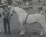 stallion Aston Superstar (Welsh mountain pony (SEK.A), 1972, from Whatton Penneath)