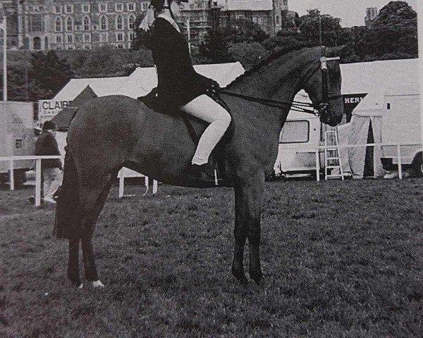 Pferd Highmead Lavinia (Welsh Partbred, 1988, von Small-Land Mambrino)