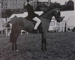 horse Highmead Lavinia (Welsh Partbred, 1988, from Small-Land Mambrino)