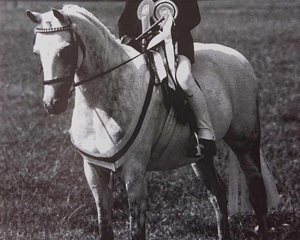 horse Crawel Rosanna (Welsh Partbred, 1985, from Vean King Cup)