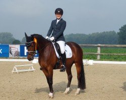 dressage horse Hesselteichs A Rising Star (German Riding Pony, 2016, from A Gorgeous)