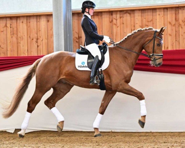 dressage horse Esceltino (Oldenburg, 2020, from Escamillo)