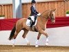 jumper Lighten my Road (German Sport Horse, 2018, from Light my Fire)