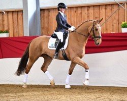 jumper Lighten my Road (German Sport Horse, 2018, from Light my Fire)