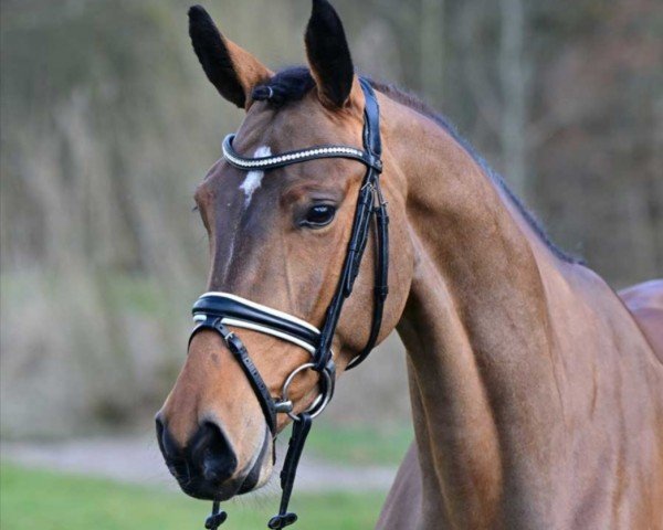 jumper Chevenez 5 (German Sport Horse, 2020, from Con Chello)
