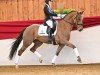 dressage horse Double Delight 6 (Hanoverian, 2013, from Don Frederic 3)