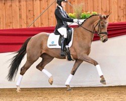 dressage horse Double Delight 6 (Hanoverian, 2013, from Don Frederic 3)