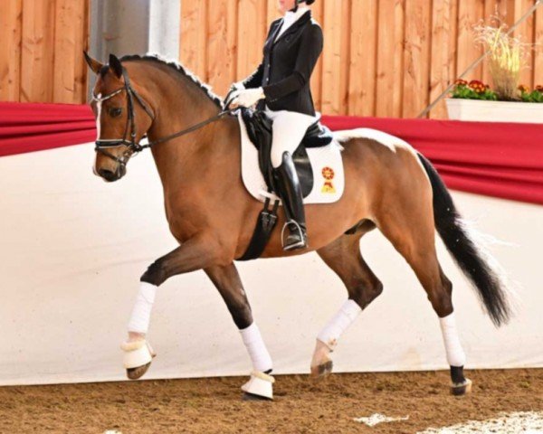 dressage horse De Dandelion (German Sport Horse, 2020, from DSP de Sandro)