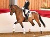 dressage horse De Dandelion (German Sport Horse, 2020, from DSP de Sandro)