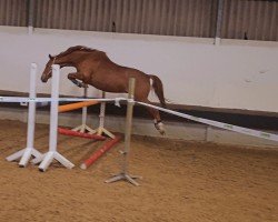 dressage horse Sorbas (Trakehner, 2016, from Waitaki 31)